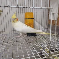عروس هلندی گم شده
