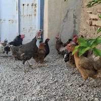 مرغ و خروس محلی