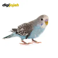 مرغ عشق پیدا شده