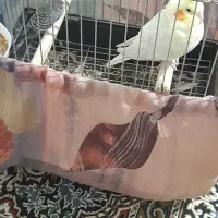 مرغ عشق