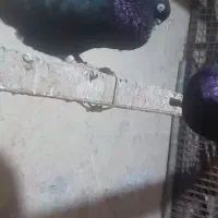 زاغ آبادانی