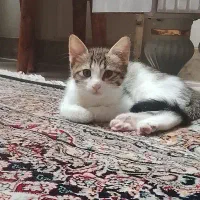 واگذاری گربه
