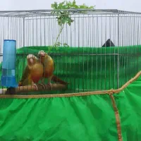 طوطی گرینچیک