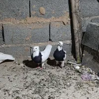 سه کفتر طوقی
