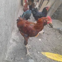 جوجه خروس