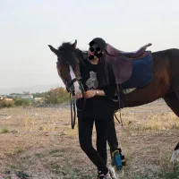 فروش اسب های نژاد دار و اموزش سوارکاری تضمینی