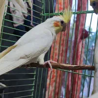 عروس هلندی