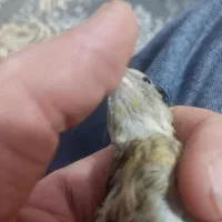 جوجه سهره قناری