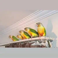 گرینچیک برزیلی.عروس نظرآباد