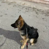 سگ ژرمن