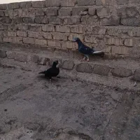 کفتر قره|پرنده|شیراز, شهرک کوشکک|دیوار