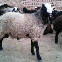 گوسفند قربانی