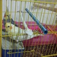 عروس هلندی