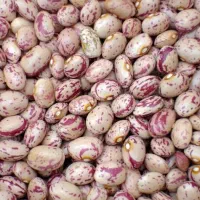 لوبیا تازه