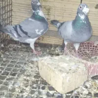 کبوتر تعبیدی
