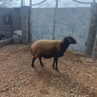 قوچ هترو با برگه آزمایش و چندقلوزا