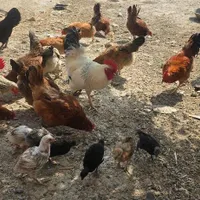 تعدای مرغ و خروس و جوجه|حیوانات مزرعه|بندر ترکمن, |دیوار