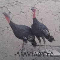 بوقلمون نر