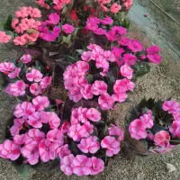 گل آپارتمانی و فصلی،زر،شمعدونی، اژدر،نشابهار