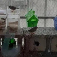 فنچ زبرا
