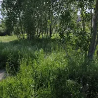 زمین در روستایه سرند