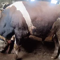 تعدادی گوساله چاق آماده فروش