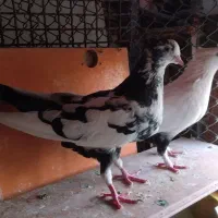 استخدام سرایداری دماوندگیلاوند