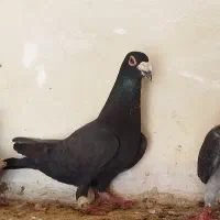 زاغ پلاکی