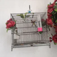 یک جفت سهره ناب