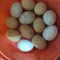 تخم‌اردک‌ومرغ