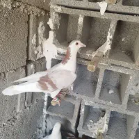 کفتر ساده