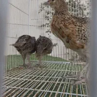قر نیمچه مرغ و خروس قا آمریکایی ول