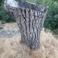تنه گردو