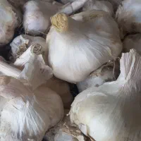 فروش سیر ارگانیک درشت و مرغوب