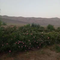 پراید|خوردنی و آشامیدنی|کیانشهر, |دیوار
