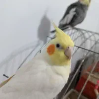 جفت عروس هلندی مولد سخنگو