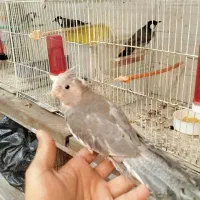 مرغ عشق سهر عروس هلندی
