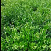 فروش گل یاس و پالم