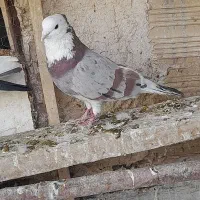 کبوتر گرفتنی شازده.ابلغ‌.معاوضه با کفتر پلاکی