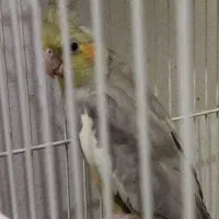 عروس هلندی