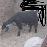 بزآبست جمل زا