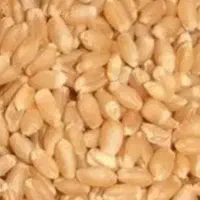 گندم نونی