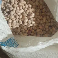فروش لوبیا چیتی در جه یک به صورت نقد و چکی