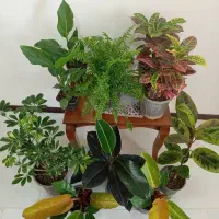 گل طبیعی (پرنده بهشتی،فلندرون پرتغالی،فیکوس)