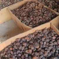 حراج خرما درجه یک