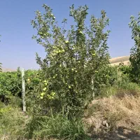 فروش یک قطعه باغ 2000متر دینور (قره قاج)