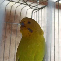 مرغ عشق نر