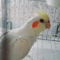 عروس هلندی نر