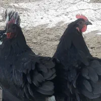 فروش مرغ استرالوپ المانی