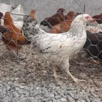 فروش مرغ و خروس محلی